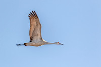 Sandhill Crane