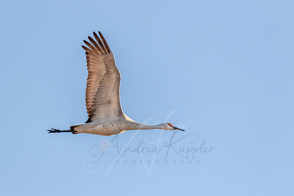 Sandhill Crane