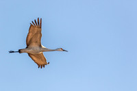 Sandhill Crane