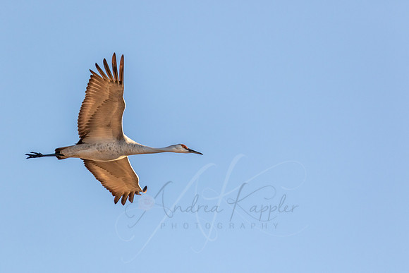 Sandhill Crane