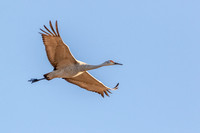 Sandhill Crane
