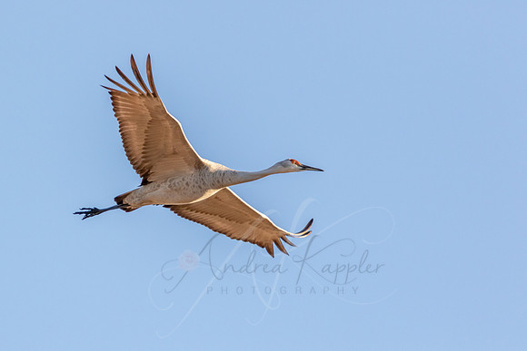 Sandhill Crane