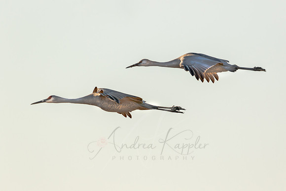 Sandhill Cranes