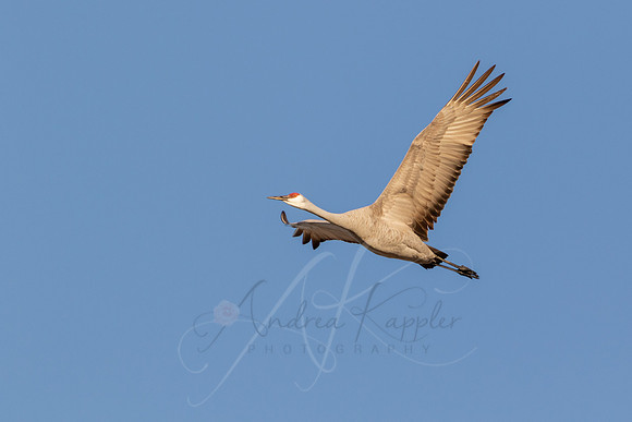 Sandhill Crane