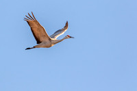 Sandhill Crane