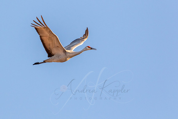Sandhill Crane