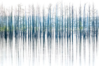 Bald Cypress Trees, Hovey Lake FWA