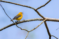Prothonotary Warbler Singing