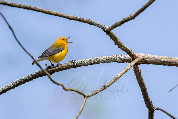 Prothonotary Warbler Singing
