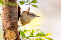 Carolina Wren