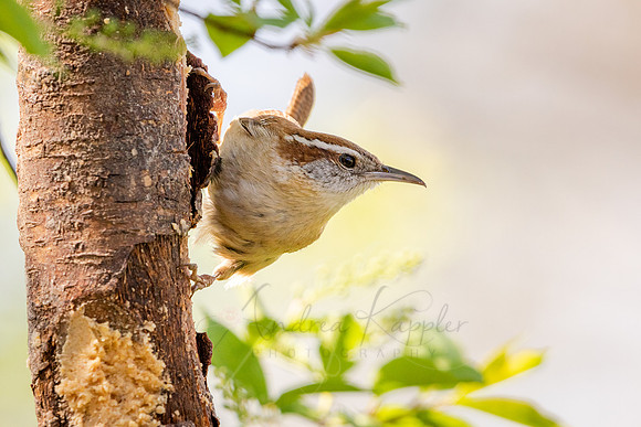 Carolina Wren