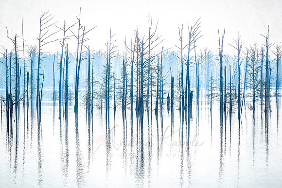 Bald Cypress Trees, Hovey Lake FWA