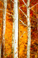Sycamore Trees