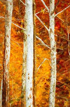 Sycamore Trees