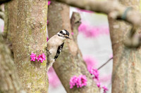 Female Downy Woodpecker