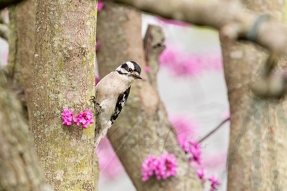 Female Downy Woodpecker