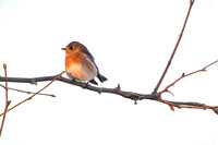 Bluebird