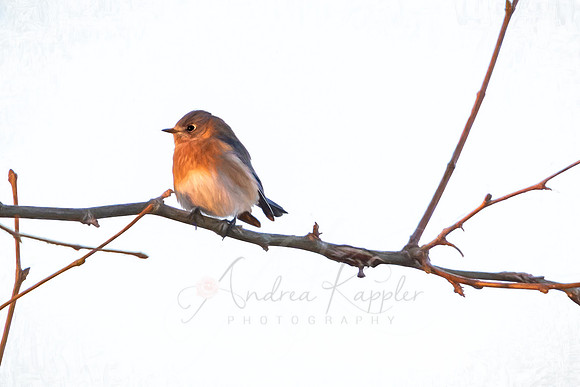 Bluebird