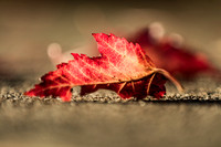 Fallen Leaf
