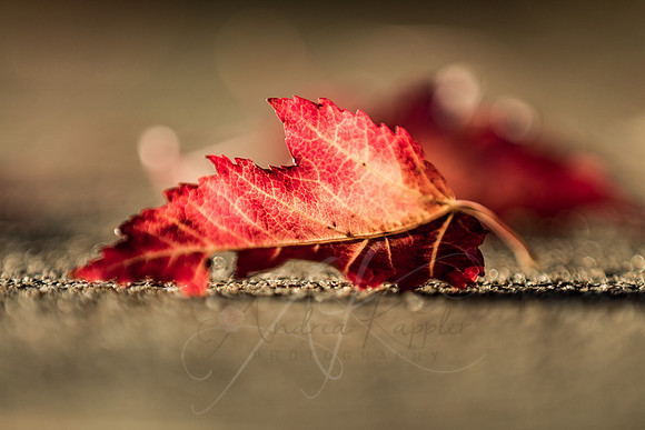 Fallen Leaf