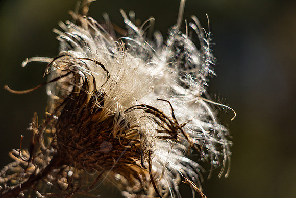 Thistle Seed Head