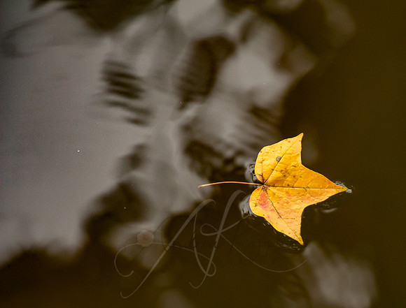 Maple Leaf
