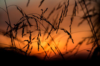 Sunset Grasses