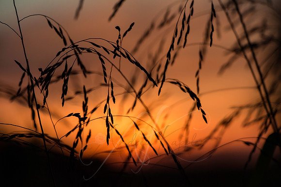 Sunset Grasses