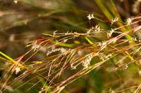 Grasses