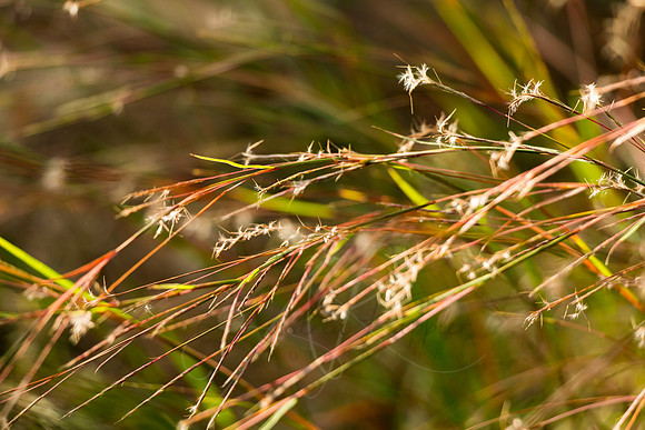 Grasses