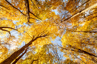 Autumn Tree Canopy