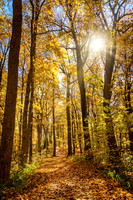 Autumn Hiking Path