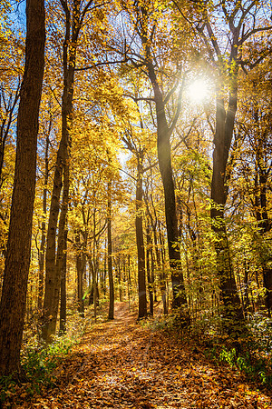 Autumn Hiking Path