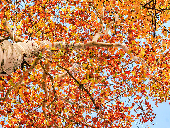 Mighty Sycamore