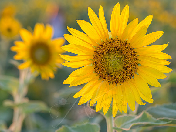 Sunflowers