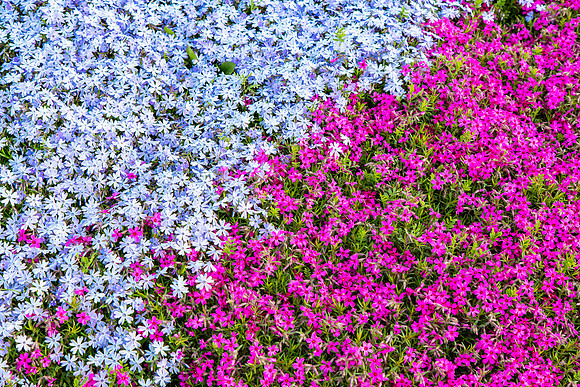 Lots of Phlox