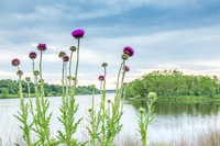 Thistle Morning