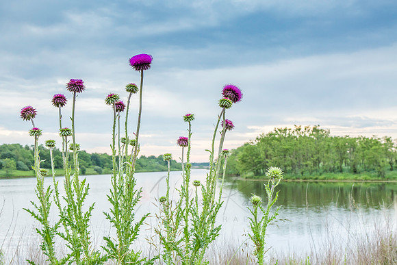 Thistle Morning