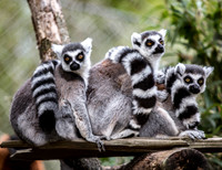 Lemurs
