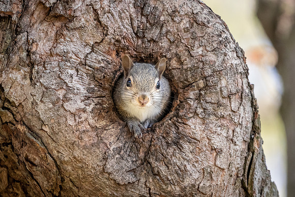 Eastern Gray Squirrel