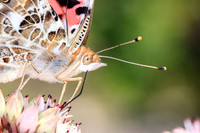 Painted Lady