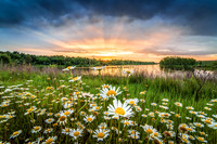 Morning Glory