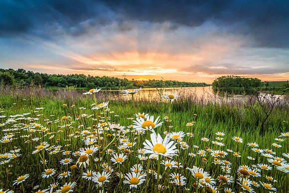Morning Glory