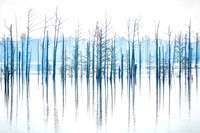Bald Cypress Trees, Hovey Lake FWA