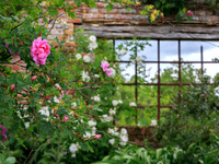 British Rose Garden