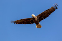 Bald Eagle Flying