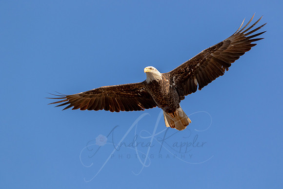 Bald Eagle Flying