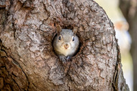 Eastern Gray Squirrel