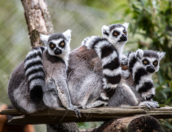Lemurs