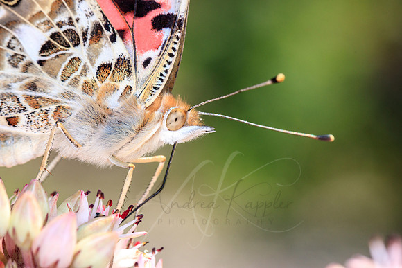 Painted Lady